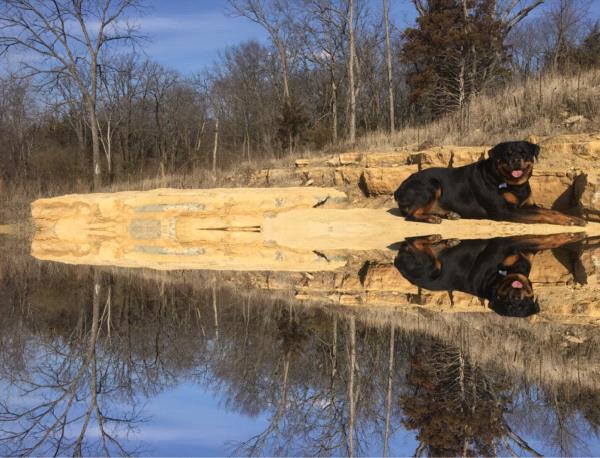 /Images/uploads/MidAmerica Rottweiler Rescue/adoptarottphotocontest/entries/10613thumb.jpg